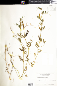 Vicia sativa subsp. nigra image