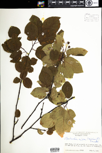 Amelanchier arborea image