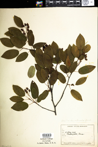 Amelanchier intermedia image