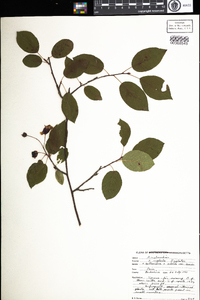 Amelanchier neglecta image