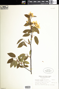 Amelanchier laevis × spicata image