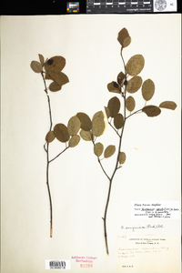 Amelanchier spicata image