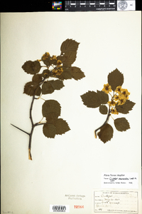 Crataegus succulenta image