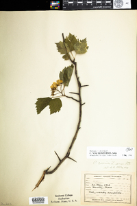 Crataegus macrosperma image