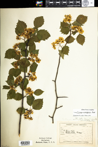 Crataegus macrosperma image