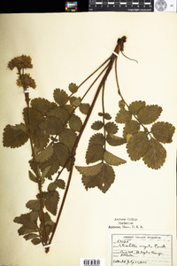 Potentilla arguta ssp. arguta image