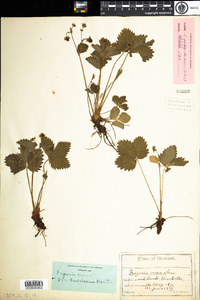 Fragaria vesca image