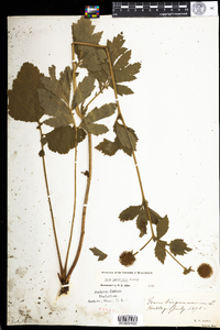 Geum laciniatum image