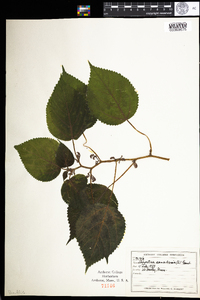 Laportea canadensis image