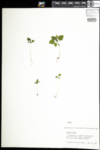 Pilea fontana image