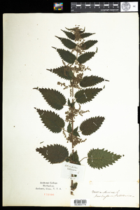 Urtica dioica subsp. dioica image
