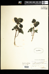 Urtica urens image