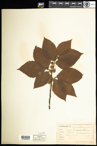 Fagus grandifolia image