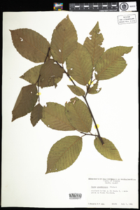 Fagus grandifolia image