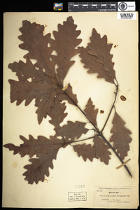 Quercus alba image