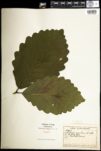 Quercus prinus image