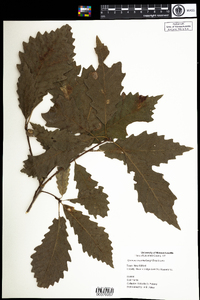 Quercus muehlenbergii image