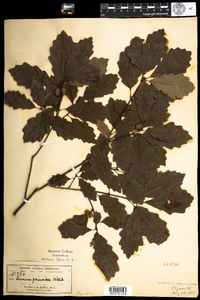 Quercus prinoides image