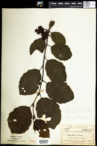 Alnus incana subsp. rugosa image