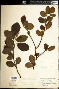 Alnus incana image