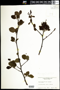 Alnus incana subsp. rugosa image