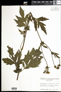 Geum aleppicum image