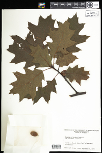 Image of Quercus benderi