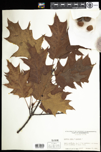 Quercus benderi image