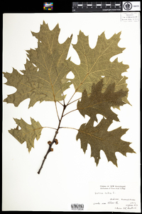 Quercus rubra image