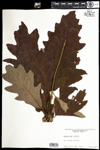 Quercus jackiana image