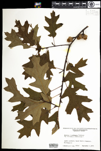 Quercus robbinsii image