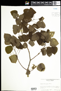 Populus tremuloides image