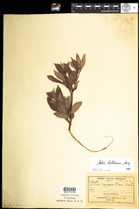 Salix bebbiana image