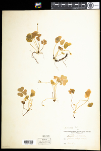 Oxalis montana image