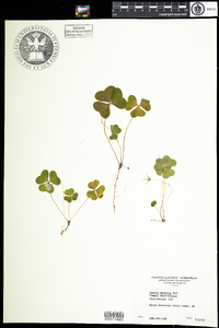 Oxalis montana image