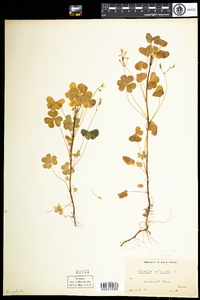 Oxalis stricta image