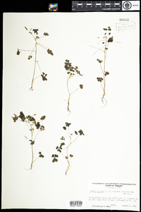 Oxalis stricta image