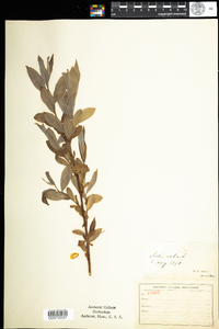 Salix alba image