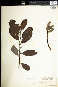 Salix discolor image