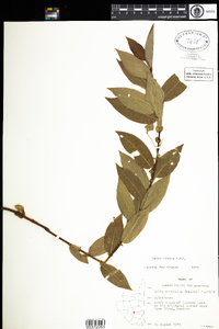 Salix eriocephala image