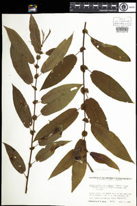 Salix eriocephala image