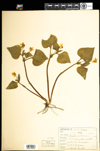 Viola pubescens image