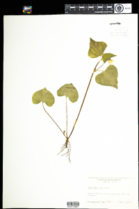 Viola pubescens image