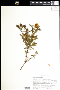 Hypericum prolificum image