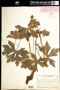 Geranium maculatum image