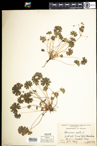 Geranium molle image