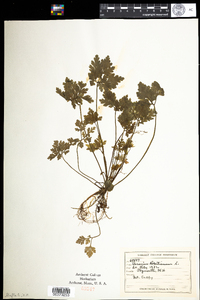 Geranium robertianum image