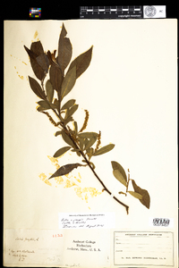Image of Salix ehrhartiana