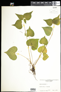 Viola canadensis image