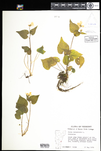 Viola canadensis image